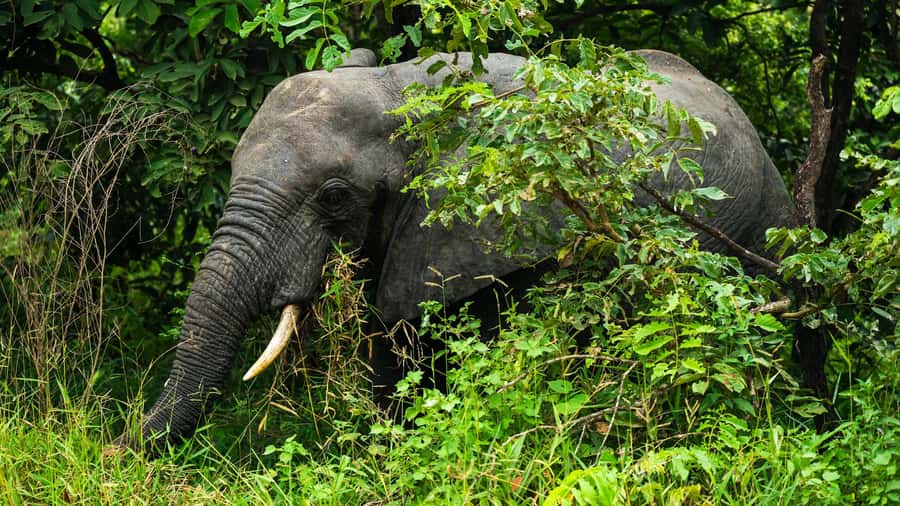 From Zanzibar: 2 Days 1 Night Selous GR Safari with Flights - Who this safari suits best, and who should skip it