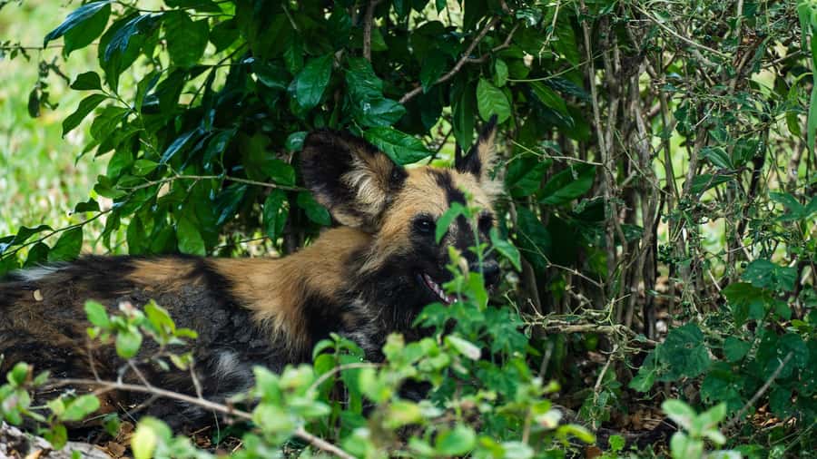 From Zanzibar: 3-Day Selous Safari Trip with Flights - Day 2: walking safari in the bush and wildlife viewing from the Rufiji River