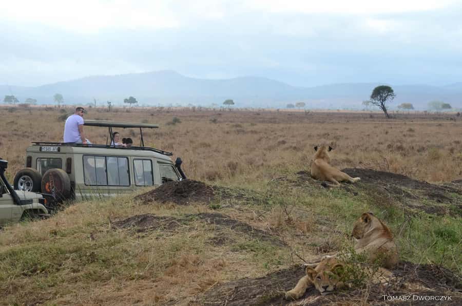 From Zanzibar: day Safari to Mikumi National Park - Key takeaways before you commit