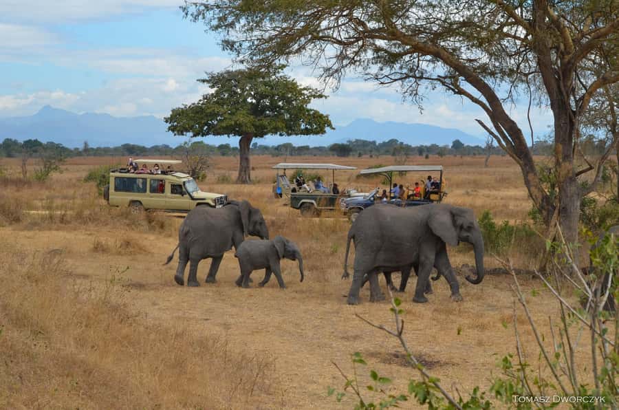 From Zanzibar: day Safari to Mikumi National Park - Who this safari fits best (and who should skip it)