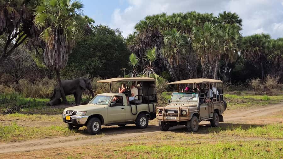 From Zanzibar: Day Safari to Selous Game Reserve with flight - Key highlights worth your attention