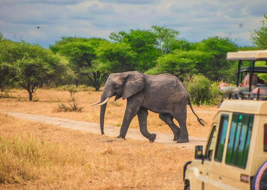 From Zanzibar: Day Safari to Selous Game Reserve with flight - Shared Game Drive in Selous: Wildlife, Birds, and Your Guide