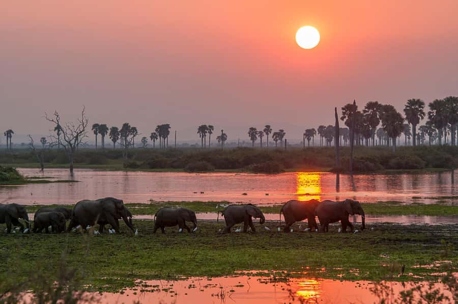 From Zanzibar: Day Safari to Selous Game Reserve with flight - Flying Back to Zanzibar and What That Means for Your Time