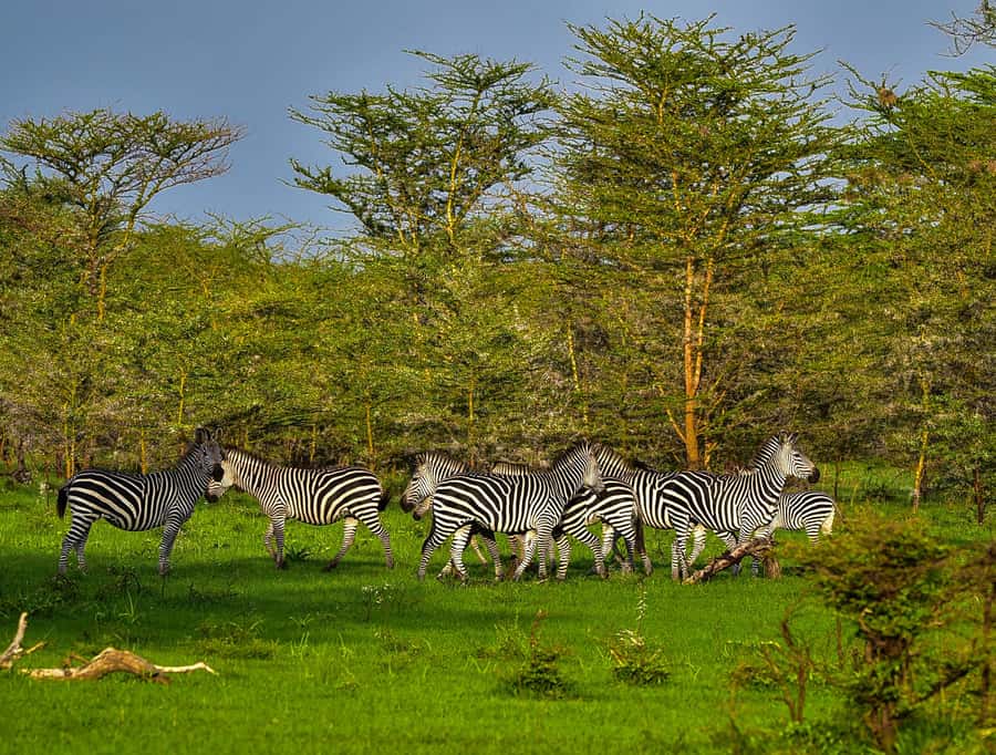 From Zanzibar: Day Safari to Selous Game Reserve with flight - Who This Safari Fits, and Who Should Skip It