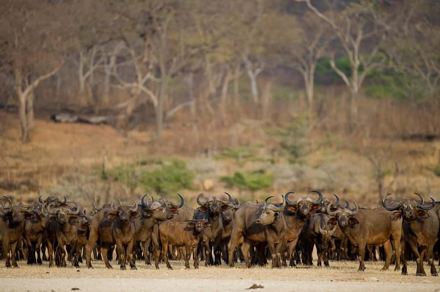 From Zanzibar: Day Safari to Selous Game Reserve with flight - Practical Tips for a Smoother Day Safari