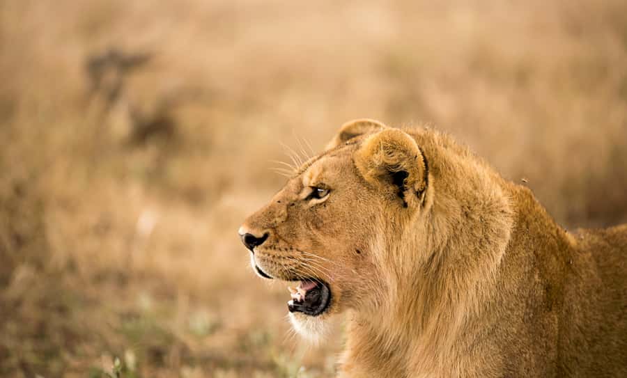 From Zanzibar: Day Safari to Selous Game Reserve with flight - Morning Pickup to Airport: Getting a Head Start