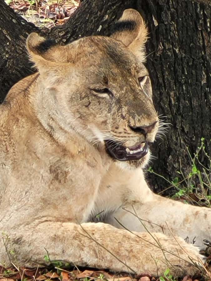 From Zanzibar: Day Selous Game Reserve Safari with Flights - What About the Big Five and Other Animals?