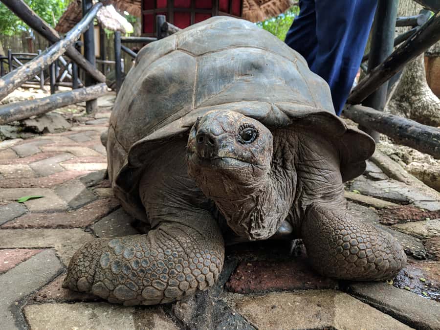 From Zanzibar: Half-Day Prison Island Tour - Feeding Time With 50 Plus Tortoises (Plus Peacocks and Antelope)