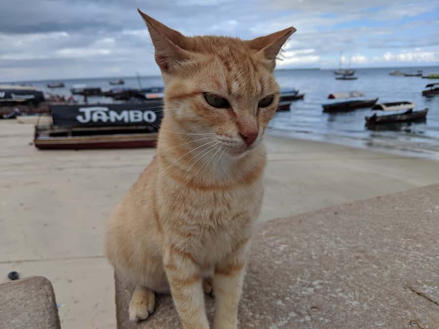 From Zanzibar: Half-Day Prison Island Tour - Weather, Boat Comfort, and Communication Tips