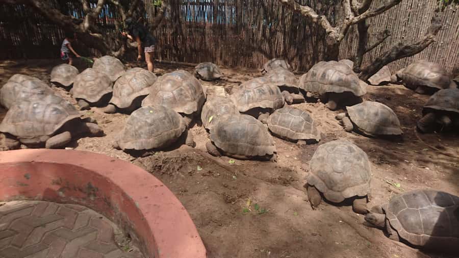From Zanzibar: Half-Day Prison Island Tour - Walking the Island: How the Place Got Its Name