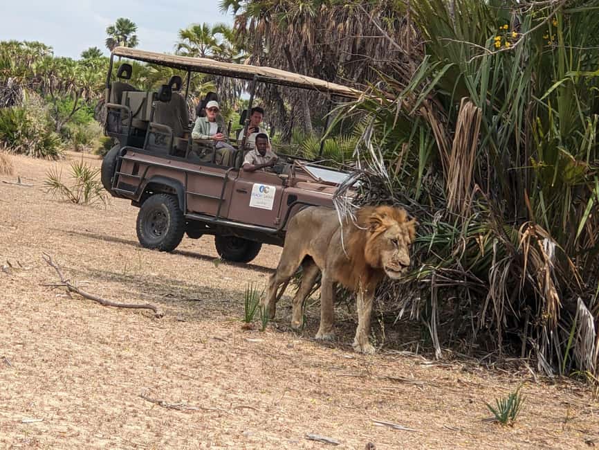 From Zanzibar: Mikumi Day Safari without hotel pickup - From Zanzibar Airport to Mikumi: The Fast Setup That Makes a One-Day Safari Possible