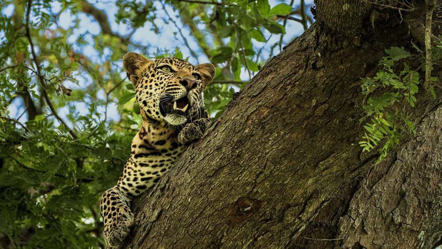 From Zanzibar: Mikumi Day Safari without hotel pickup - Bush Lunch in the Afternoon: Fueling the Second Half of Your Safari