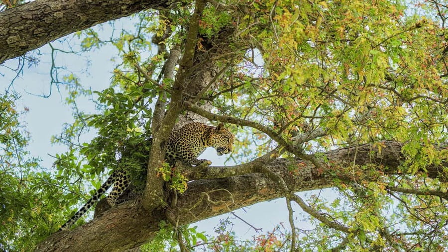 From Zanzibar: Mikumi Day Safari without hotel pickup - Price and Value: What $455 Covers, and What You Should Budget for
