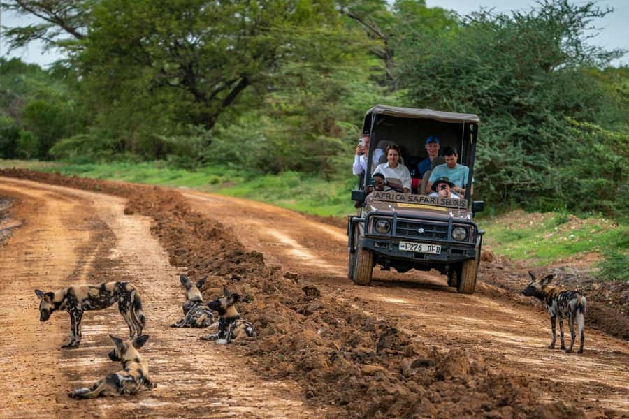 From Zanzibar: Mikumi Day Trip Safari By Flight. - Key Things That Make This Day Trip Work