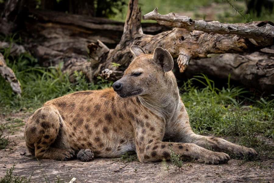 From Zanzibar: Mikumi Day Trip Safari By Flight. - Private Group Format: Better Attention, Less Waiting