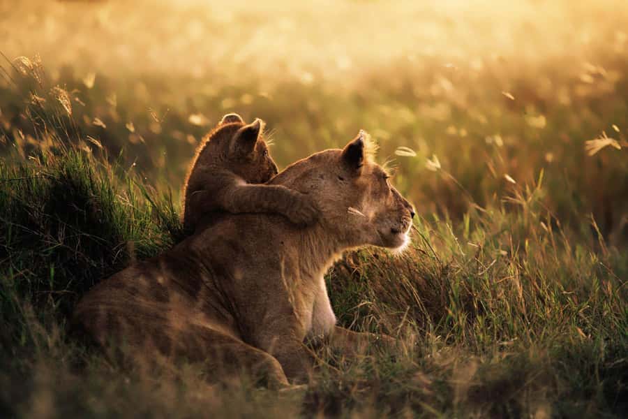 From Zanzibar: Mikumi Day Trip Safari By Flight. - Comfort, Camera Time, and the One-Day Reality Check