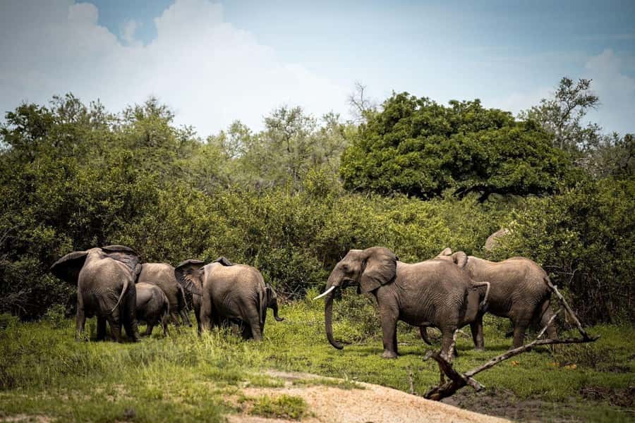 From Zanzibar: Mikumi Day Trip Safari By Flight. - The 7-Hour Game Drive: Lions, Elephants, and the Stuff You Want Photos of
