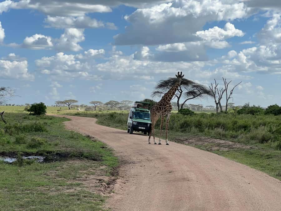 From Zanzibar: Mikumi National Park Guided Safari - Key things to know before you go