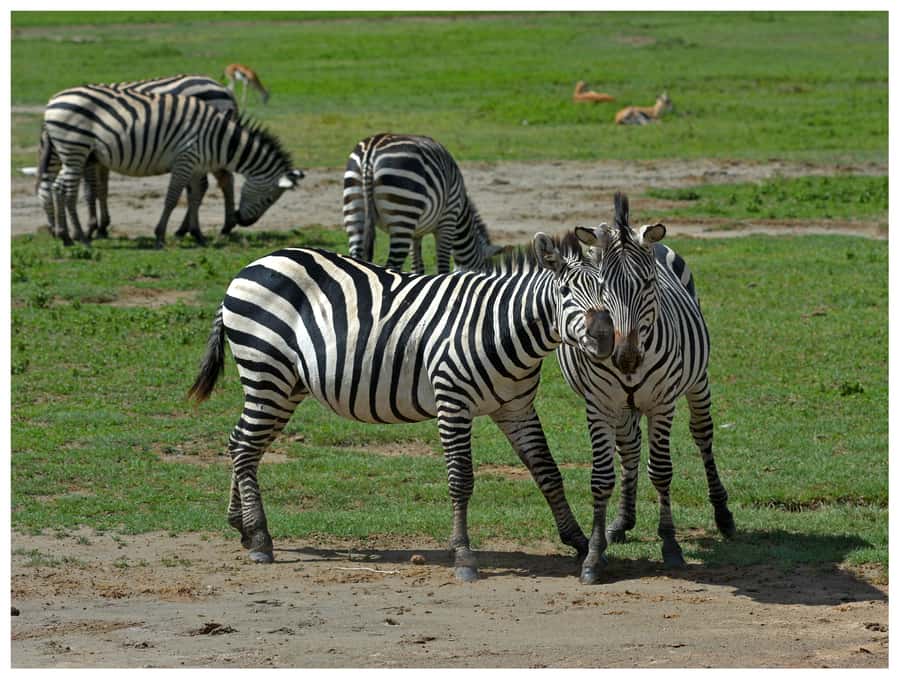 From Zanzibar: Mikumi National Park Guided Safari - Flying From Zanzibar to Mikumi: How This 1-Day Plan Works