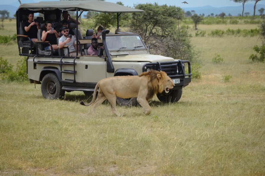 From Zanzibar: Mikumi National Park Guided Safari - Bush Lunch at Midday: Simple Food, Big Safari Benefit