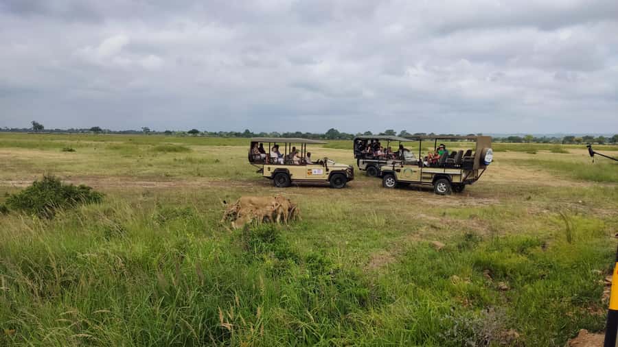 From Zanzibar: Mikumi National Park Guided Safari - A Quick Checklist Before You Go