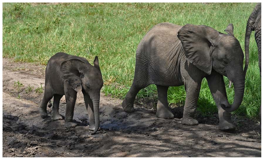 From Zanzibar: Mikumi National Park Guided Safari - The Mikumi Game Drive: What You Can Expect to See