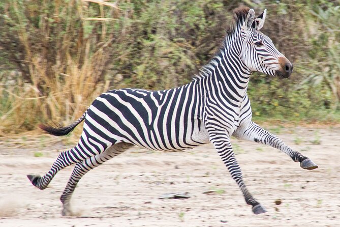 From Zanzibar: Mikumi Safari Day Trip with Flights and Meal - Stop 1 at Abeid Amani Karume International Airport: your early start, simplified