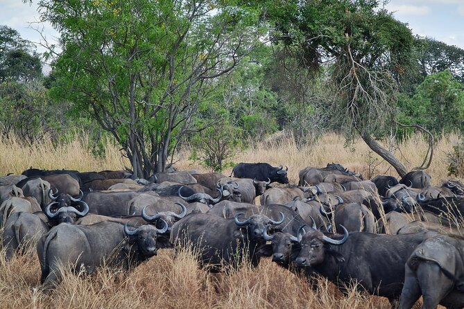 From Zanzibar: Mikumi Safari Day Trip with Flights and Meal - The flight and arrival into safari mode