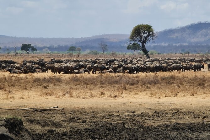 From Zanzibar: Mikumi Safari Day Trip with Flights and Meal - Lunch inside the park: a real break, not a rushed snack