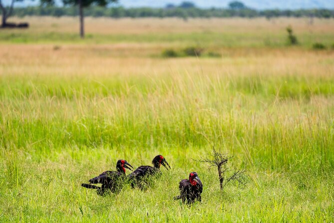 From Zanzibar: Mikumi Safari Day Trip with Flights and Meal - Guides and jeep style: names you might hear, and why it impacts your day