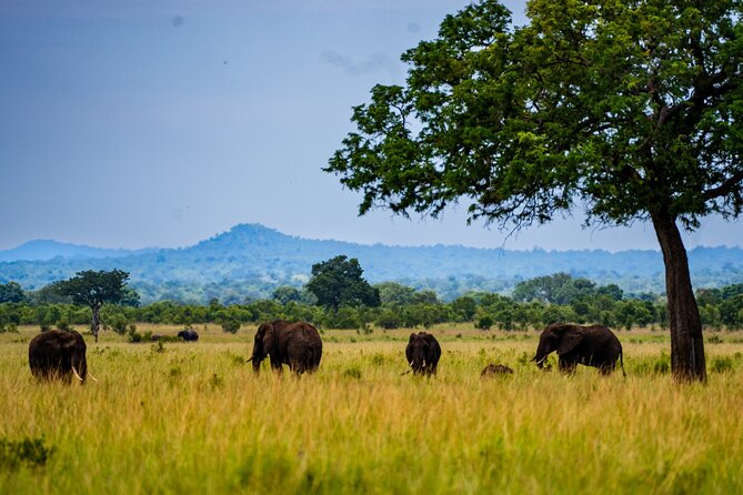 From Zanzibar: Mikumi Safari Day Trip with Flights and Meal - Price and value for $498.99: when it’s a smart deal, and when it isn’t