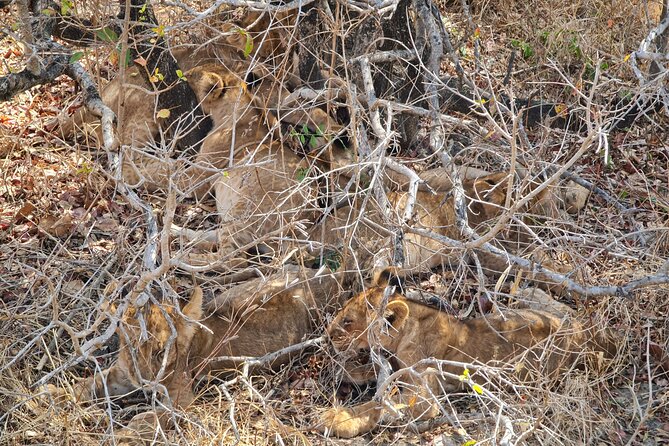From Zanzibar: Mikumi Safari Day Trip with Flights and Meal - Landing at Mikumi and Starting Your Game Drive Around 8:30
