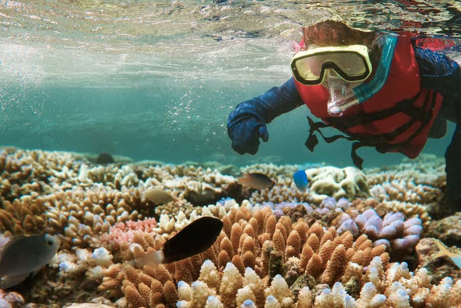 From Zanzibar: Mnemba Boat Tour with Snorkeling & Dolphine - Snorkeling at Mnemba Atoll: what you actually see under the surface