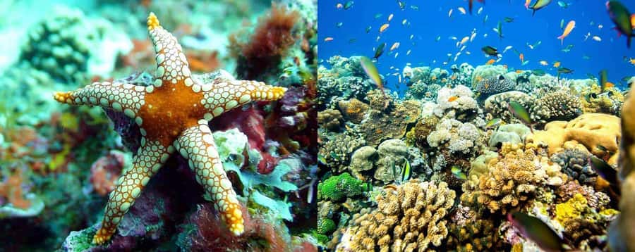 From Zanzibar: Mnemba Boat Tour with Snorkeling & Dolphine - So, should you book the Mnemba boat tour with snorkeling and dolphins?