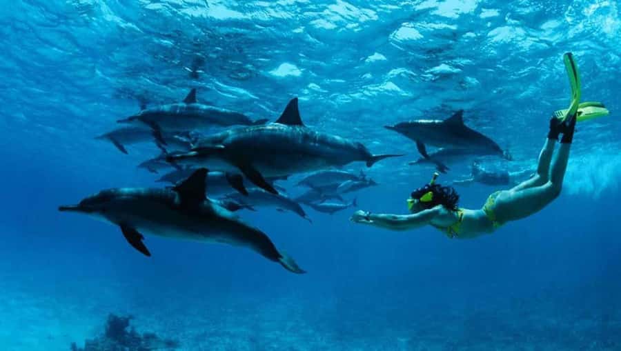 From Zanzibar: Mnemba Boat Trip Dolphins Adventure trip - Mnemba Island sandbank time and photo stops you’ll actually want
