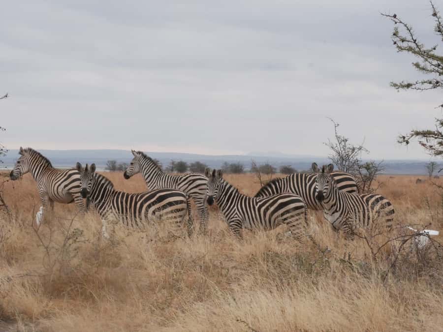 From Zanzibar: Nyerere National Park Game Drive with Lunch - Key highlights worth your attention