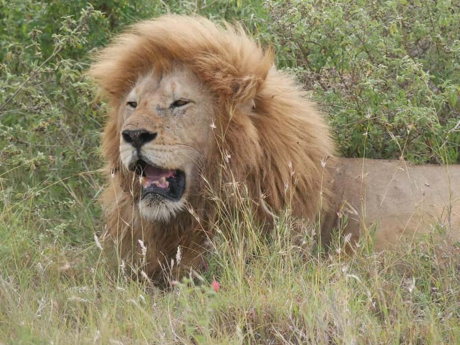From Zanzibar: Nyerere National Park Game Drive with Lunch - Zanzibar to Nyerere National Park in One Day: the logistics that actually matter