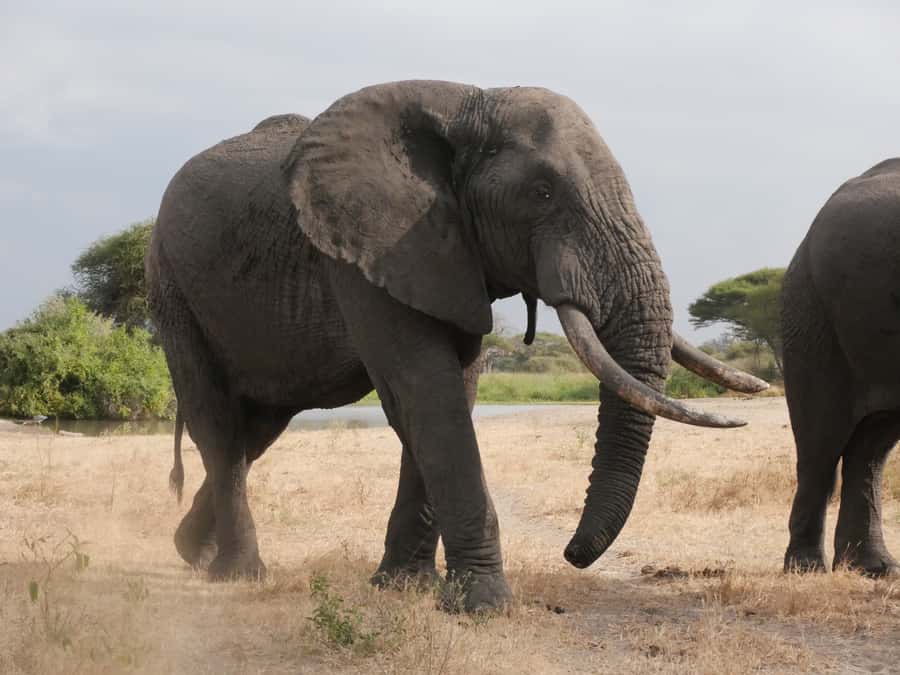 From Zanzibar: Nyerere National Park Game Drive with Lunch - The safari drive in Nyerere National Park: what you are actually paying for
