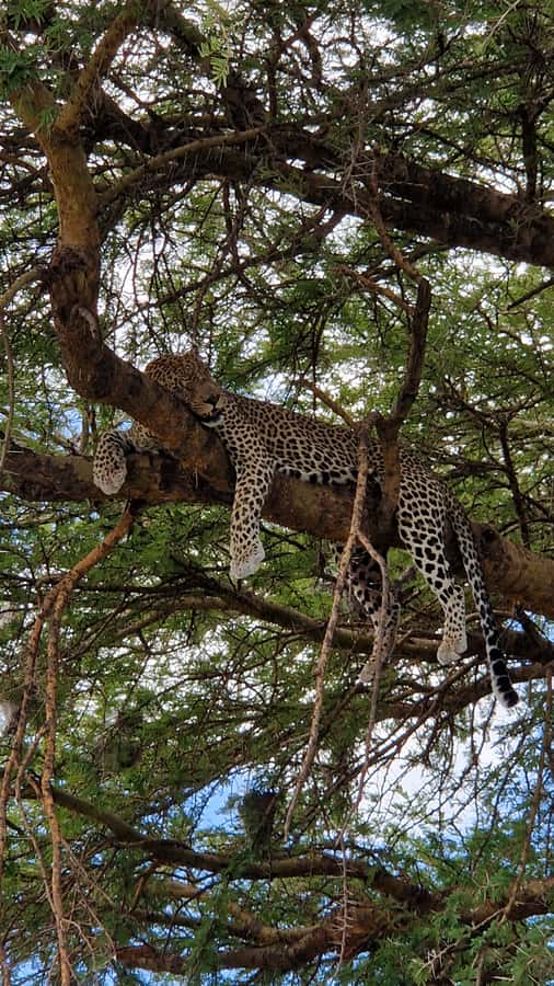 From Zanzibar: Nyerere National Park Game Drive with Lunch - Lions, rhinos, hippos, and elephants: how to think about sightings
