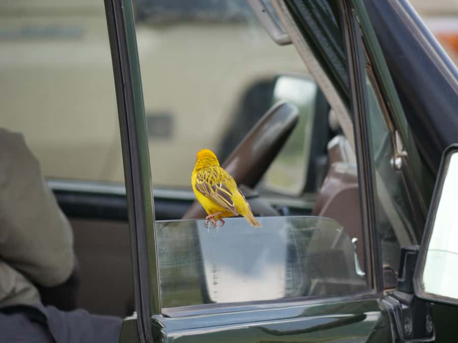 From Zanzibar: Nyerere National Park Game Drive with Lunch - Lunch on safari: the picnic break that keeps the day moving