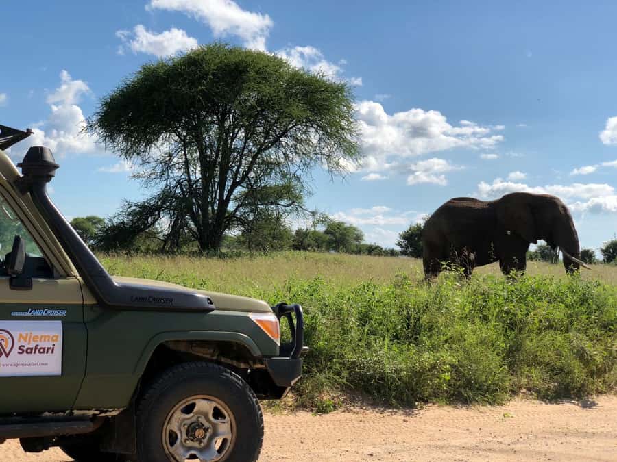 From Zanzibar: Nyerere National Park Game Drive with Lunch - Pickup and flight to Mtemere airstrip: getting there without wasting the morning