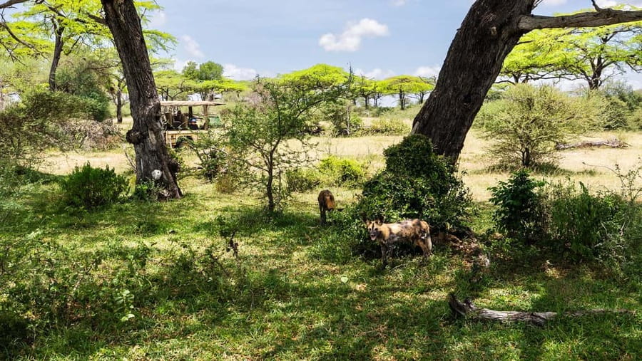 From Zanzibar: Overnight Selous G.R. Safari with Flights - Key Highlights That Matter