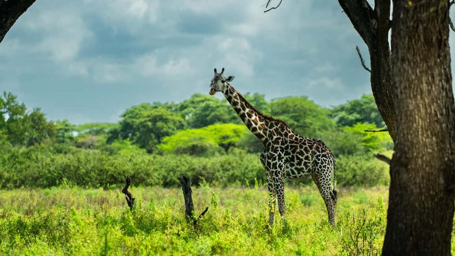 From Zanzibar: Overnight Selous G.R. Safari with Flights - From Zanzibar to Nyerere, the early flight that sets the tone