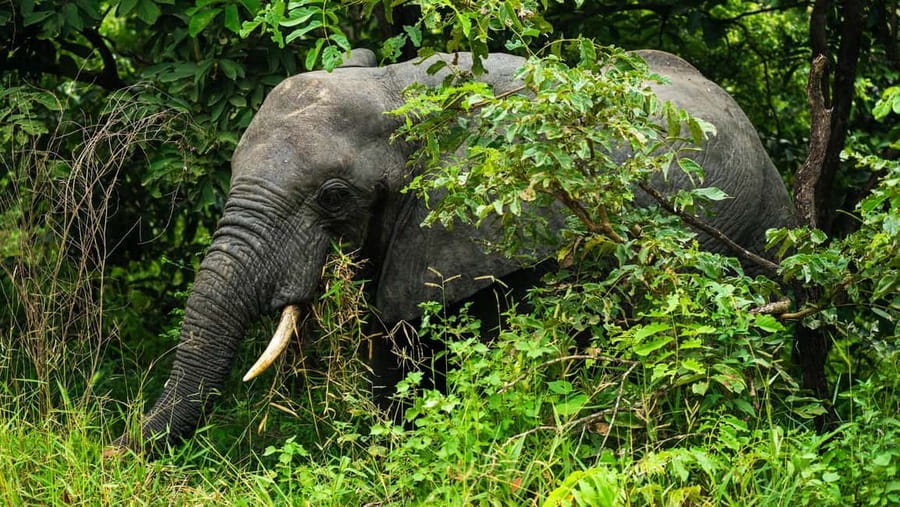 From Zanzibar: Overnight Selous G.R. Safari with Flights - Price and logistics, what you’re paying for and what you may still owe