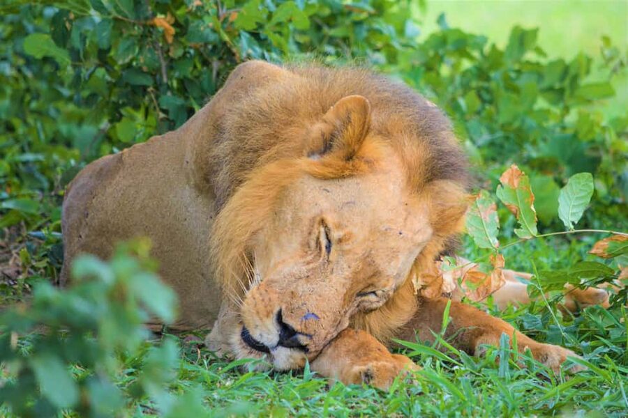 From Zanzibar: Overnight Selous G.R. Safari with Flights - Practical tips to get more out of your Nyerere drives