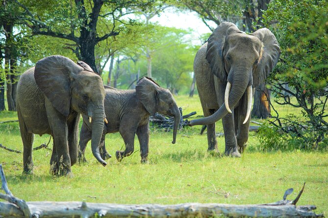From Zanzibar: Selous Game Reserve Day Safari with Flights - Game drives in Selous: shared safari time with real eyes on animals