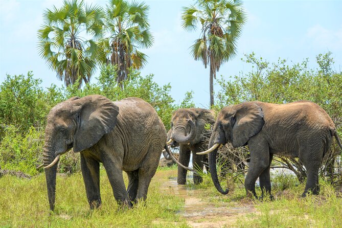 From Zanzibar: Selous Game Reserve Day Safari with Flights - What you are realistically looking for in Selous during a single day