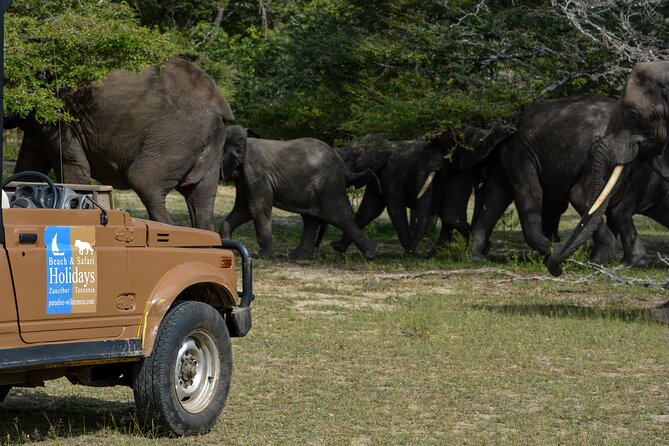 From Zanzibar: Selous Game Reserve Day Safari with Flights - Timing, weather shifts, and the “long day” tradeoff