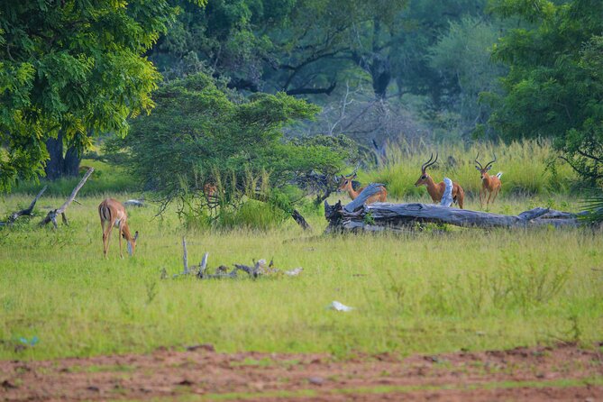 From Zanzibar: Selous Game Reserve Day Safari with Flights - Price and value: what $464.39 includes, and where costs can pop up