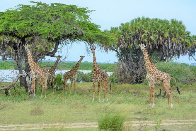 From Zanzibar: Selous Game Reserve Day Safari with Flights - Flying into Selous: what the roundtrip shortcut really buys you